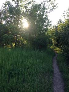 Beautiful Afternoon Trails